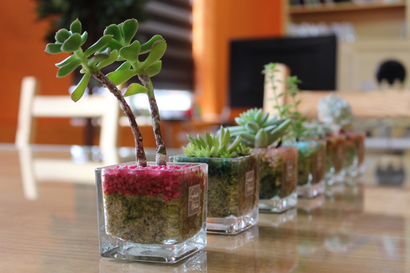 Mini jardín