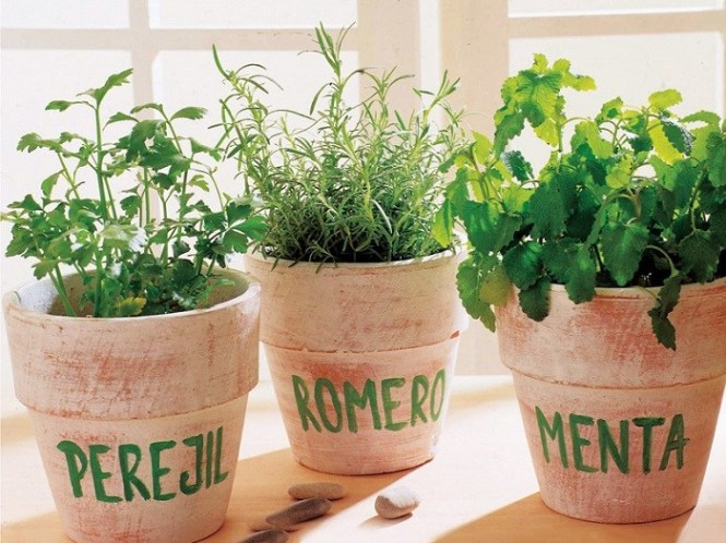 mini huerta en tu cocina